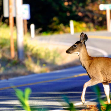 Deer Season Driving Checklist